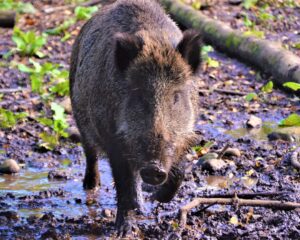 wildschwein rathenow weinberg