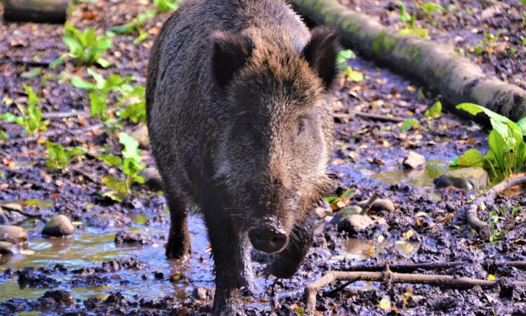 wildschwein rathenow weinberg