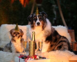 hund silvester angst laut