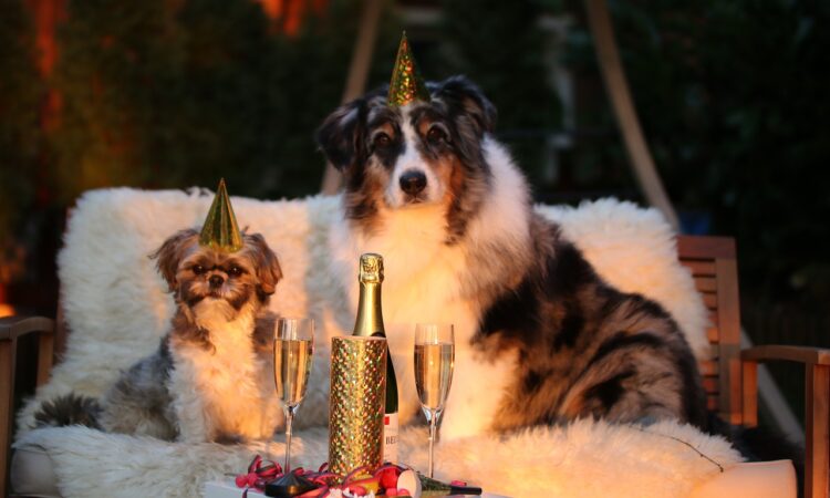 hund silvester angst laut